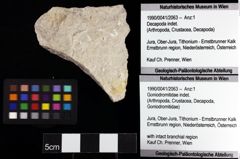 Foto (Objket + Etiketten) von Goniodromitidae indet. 